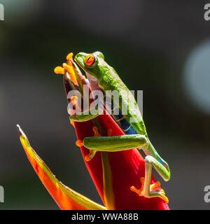 Einen rotäugigen Baumfrosch, Agalychnis callidryas, lustige Frosch in Costa Rica, Klettern auf einem Sittich Blume Stockfoto