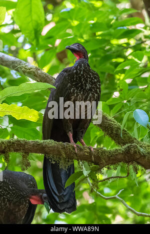 Crested Guan, Penelope purpurascens, tropischen Vogel auf einem Baum in Costa Rica Stockfoto