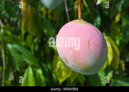 Nahaufnahme von frischen Mango Obst auf einem Baum, Dominikanische Republik Stockfoto