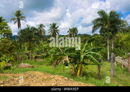 Exotische Anbau auf tropischen Plantage, Dominikanische Republik Stockfoto