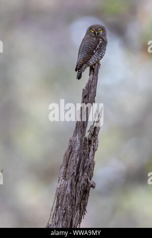 Braun Hawk Owl (Ninox scutulata) Sitzstangen auf einem Baumstumpf in Indien Stockfoto