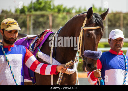 Pferd Racig im King Khalid Rennstrecke, Taif, Saudi-Arabien, 21/06/2019 Stockfoto