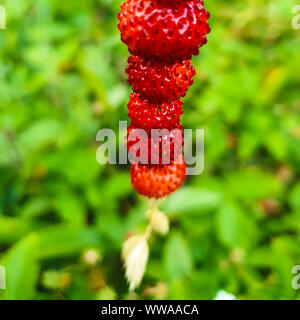 Wilde Erdbeeren auf einem Strohhalm. Sonnige grün Sommer Natur im Hintergrund Stockfoto