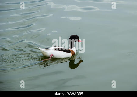 Große schwarz-weiße Ente auf dem Fluss. Foto. Stockfoto