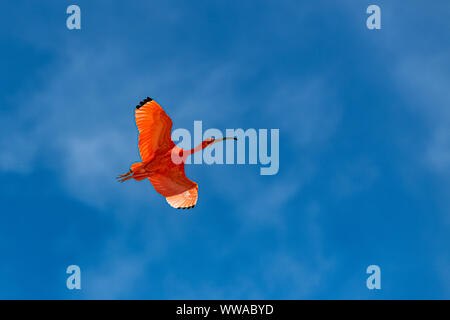Scarlet Ibis, Eudocimus ruber, roter Vogel fliegen Stockfoto