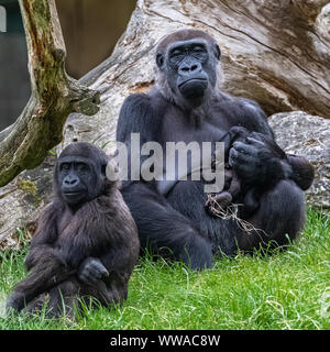 Gorilla, Affe, Frauen sitzen im Gras, Porträt eines großen Ape mit Baby Stockfoto