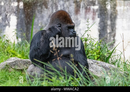 Gorilla, Affe, dominierenden Männlichen im Gras sitzen, lustige Haltung Stockfoto