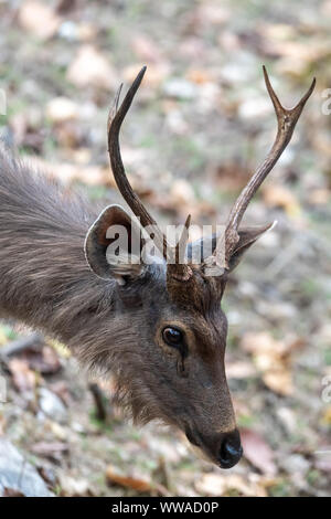 Sambar Hirsch (Rusa unicolor) in Indien Stockfoto
