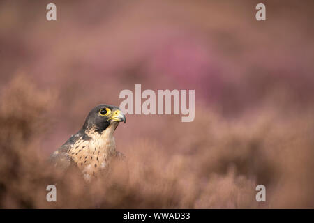 Wanderfalke Falco Wanderfalken, unter Heather auf offenen Heide, Stockfoto