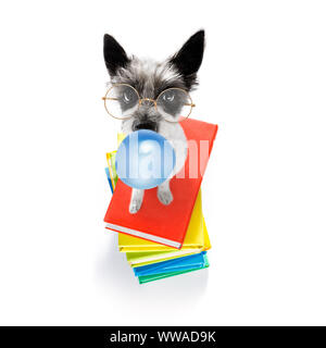 Terrier Pudel Hund mit einem großen Stapel Bücher, sehr intelligent und clever, auf weißem Hintergrund, Kaugummi Bubble gum Stockfoto