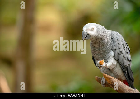 Graupapagei im Green Park Stockfoto