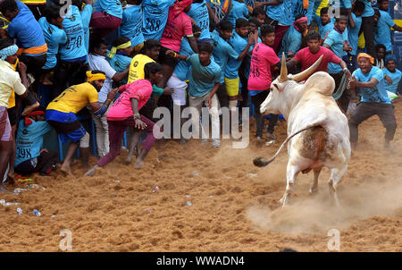 Jallikattu oder Zähmung der Stier (Indische Stierkampf) ist in den Dörfern von Tamil Nadu, Indien statt. Als Teil der Harvest Festival. Pudukkottai, Stockfoto