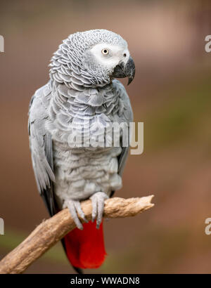 Graupapagei im Green Park Stockfoto