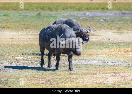 Zwei Büffel, die in der Savanne in Tansania, in den Krater der Ngorongoro Stockfoto