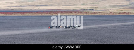 Zebu Herde, die einen Salzsee in Tansania überquert, im Masai Gebiet Stockfoto