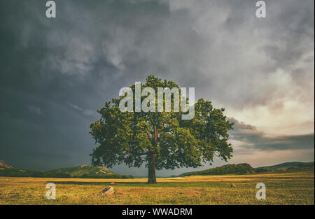 "Salome oake Baum in einem Feld mit stürmischen Wolken hinter Stockfoto