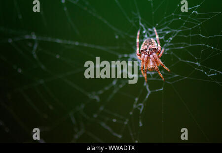 Spinne klettert im Web. Stockfoto