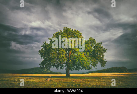 Allein oake Baum in einem Feld mit stürmischen Wolken hinter Stockfoto