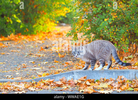 Katze in der Natur Stockfoto