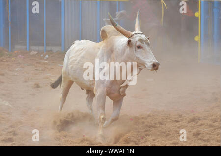 Jallikattu Stier: Majestic Hump scharfe Hörner, die das Markenzeichen eines jallikattu Stier Kangayam Kaalai (Bull) Stier zähmen, Madurai, Tamil Nadu, Indien Stockfoto