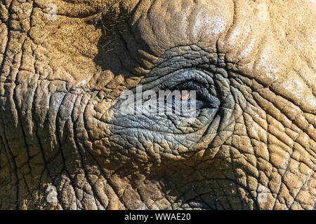 Ein Elefant, der Augen, der Haut, der Textur und Falten, Detail Stockfoto