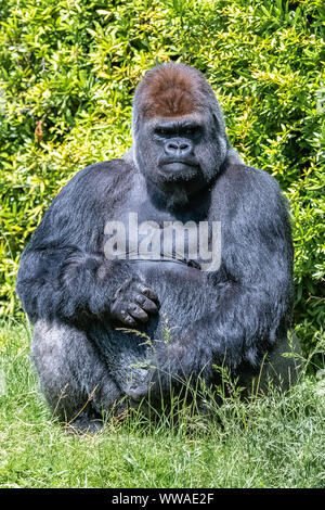 Gorilla, Affe, dominierenden Männlichen im Gras sitzen, lustige Haltung Stockfoto