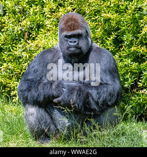 Gorilla, Affe, dominierenden Männlichen im Gras sitzen, lustige Haltung Stockfoto
