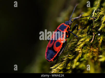 Firebug, Pyrrhocoris apterus im natürlichen Lebensraum, selektiven Fokus Stockfoto
