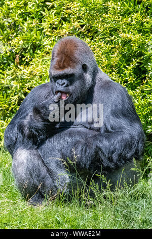 Gorilla, Affe, dominierenden Männlichen im Gras sitzen, lustige Haltung Stockfoto