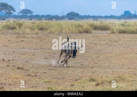 Gnus, Gnu, die in der Savanne in Afrika, in der Serengeti Stockfoto