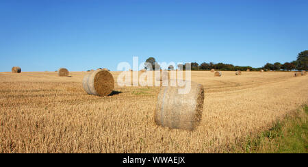 Strohballen auf einem Feld in Sussex, England, UK. Die goldenen Ballen Kontrast zu den blauen Himmel. Strohballen sind ein häufiger Anblick auf Farmen in der Erntezeit. Stockfoto
