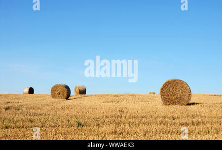 Strohballen auf einem Feld in Sussex, England, UK. Die goldenen Ballen Kontrast zu den blauen Himmel. Strohballen sind ein häufiger Anblick auf Farmen in der Erntezeit. Stockfoto