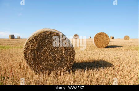 Strohballen auf einem Feld in Sussex, England, UK. Die goldenen Ballen Kontrast zu den blauen Himmel. Strohballen sind ein häufiger Anblick auf Farmen in der Erntezeit. Stockfoto