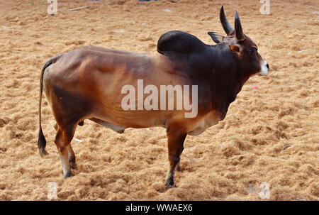 Jallikattu Stier: Majestic Hump scharfe Hörner, die das Markenzeichen eines jallikattu Stier Kangayam Kaalai (Bull) Stier zähmen, Madurai, Tamil Nadu, Indien Stockfoto