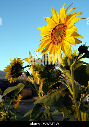 Eine helle gelbe Sonnenblume. Die Sonnenblume ist gegen einen klaren, blauen Himmel und hat gelbe Blüten und Blättern. Eine Sonnenblume stehend in einem Feld. Stockfoto