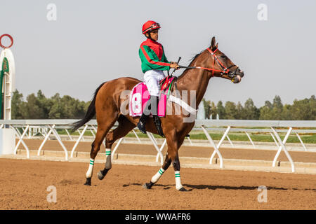 Pferd Racig im King Khalid Rennstrecke, Taif, Saudi-Arabien, 21/06/2019 Stockfoto