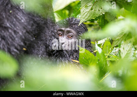 Portrait von Silverback Gorilla Trekking im Bwindi Impenetrable Forest sitzen, Uganda Stockfoto