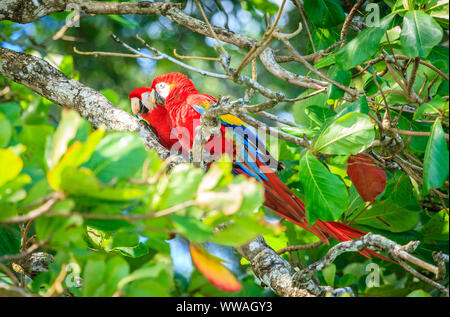 Ein paar Aras auf einen Baum im Corcovado Nationalpark in Costa Rica Stockfoto