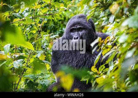 Portrait von Silverback Gorilla Trekking im Bwindi Impenetrable Forest sitzen, Uganda Stockfoto