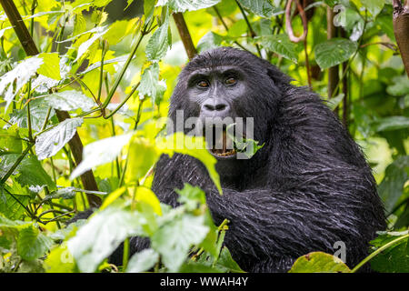 Portrait von jungen männlichen Gorilla Trekking im Bwindi Impenetrable Forest sitzen, Uganda Stockfoto