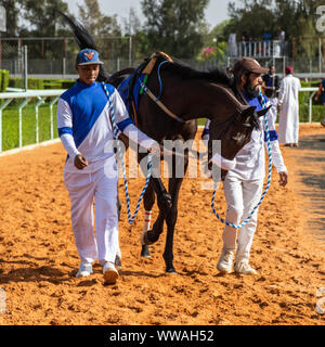 Pferd Racig im King Khalid Rennstrecke, Taif, Saudi-Arabien, 21/06/2019 Stockfoto