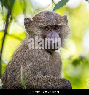 Portrait von Baby olive Baboon (papio Anubis) im Bwindi Impenetrable Forest sitzen, Uganda Stockfoto