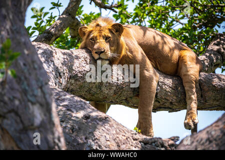 Portrait von Löwe (Panthera leo) ruht auf Ast, Queen Elizabeth National Park, Uganda Stockfoto