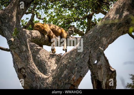 Portrait von Löwe (Panthera leo) ruht auf Ast, Queen Elizabeth National Park, Uganda Stockfoto