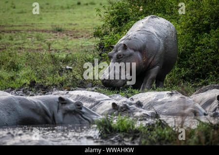 Flusspferd (Hippopotamus amphibius) am Wasserloch im Queen Elizabeth National Park, Uganda Stockfoto
