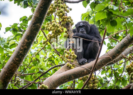 Schimpanse (Pan troglodytes) essen Feigen in den Baumkronen in Kibale Nationalpark, Uganda Stockfoto