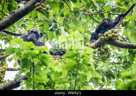 Schimpansen (Pan troglodytes) feigen Essen in den Baumkronen in Kibale Nationalpark, Uganda Stockfoto