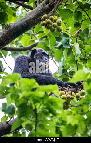 Schimpanse (Pan troglodytes) essen Feigen in den Baumkronen in Kibale Nationalpark, Uganda Stockfoto