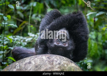 Portrait der männlichen Schimpansen (Pan troglodytes) ruht auf Baumstamm in Kibale Nationalpark, Uganda Stockfoto