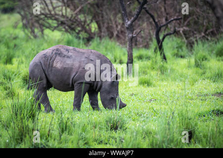 Südliches Breitmaulnashorn (Rhinocerotidae))) Kalb während der Safari in Ziwa Rhino Sanctuary, Uganda gesehen Stockfoto